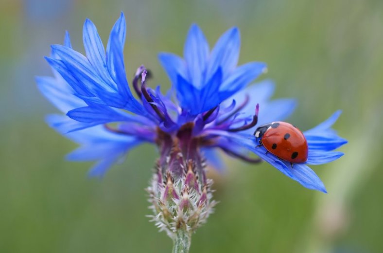 cornflower-102585_1920-788x520